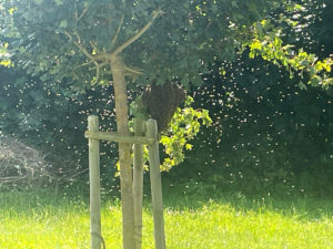 Bienenschwarm im Schwimmbad