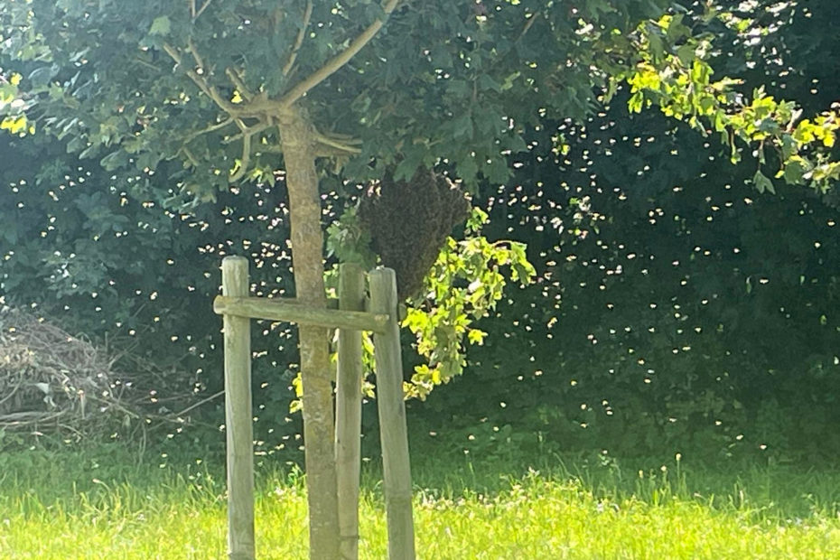 Swarm of bees in the swimming pool