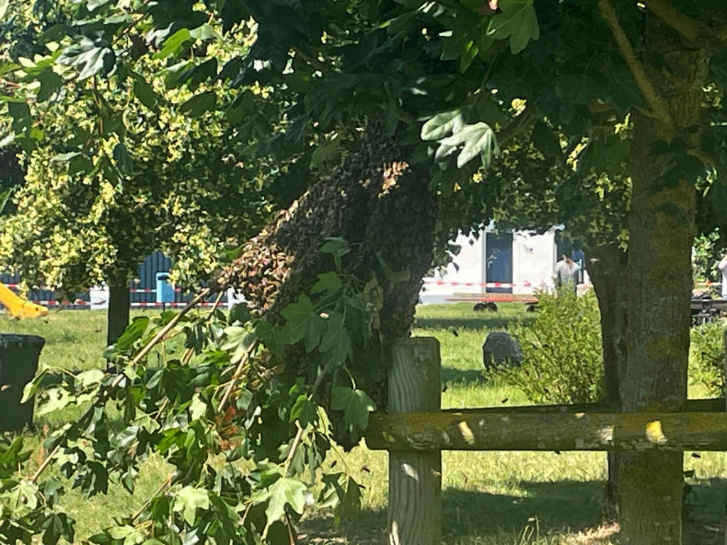 Bienenschwarm im Schwimmbad