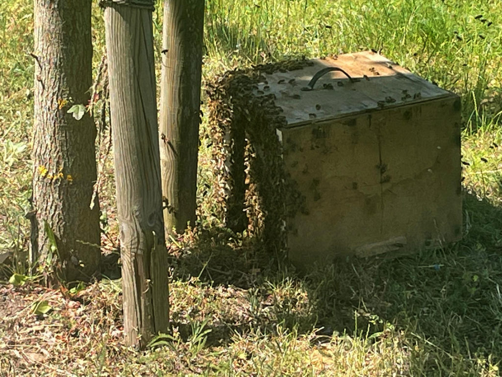Bienenschwarm im Schwimmbad