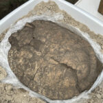 Der gefundene Panzer einer Sumpfschildkröte