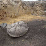 Der gefundene Panzer einer Sumpfschildkröte. © Landesamt für Denkmalpflege und Archäologie Sachsen-Anhalt, Juliane Huthmann