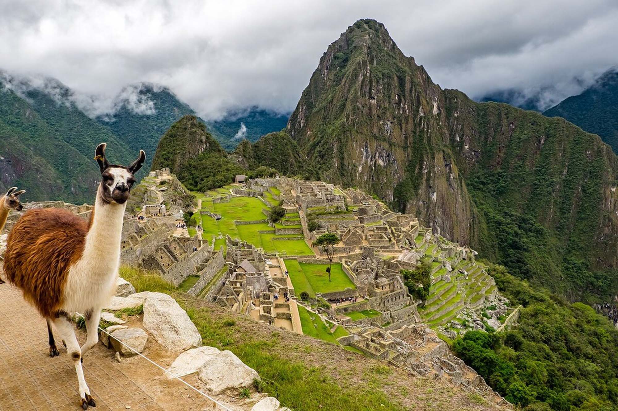Llama