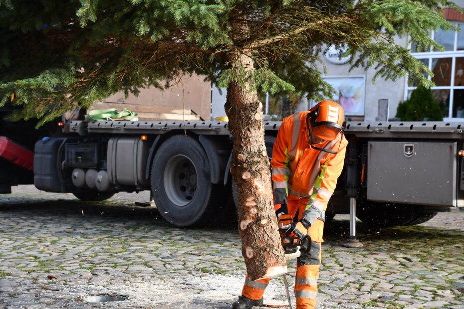 Der Baumstamm wir zugeschnitten