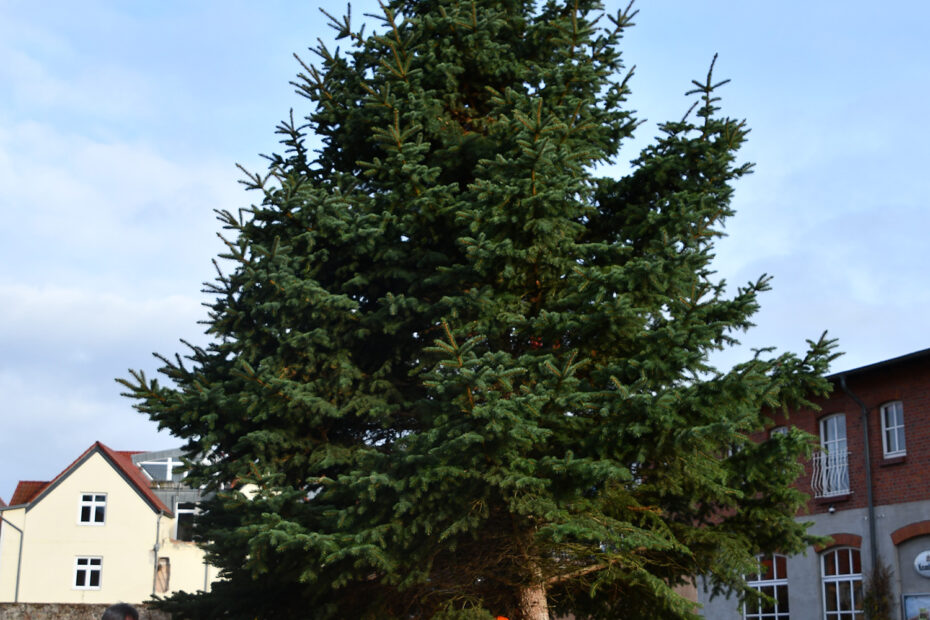 Der Weihnachtsbaum wird aufgestellt2