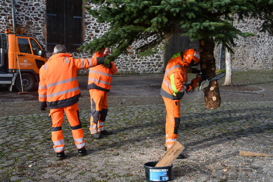 Mitarbeiter des Bauhofes bringen den Baum in Form