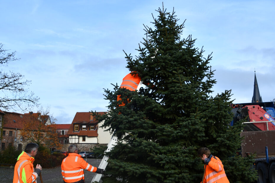Weihnachtsbaum_auf_der_Schlossdomäne