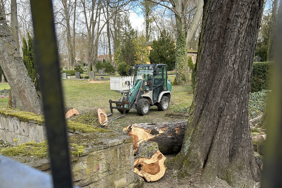 Baumfällung auf dem Freidhof in Wolmirstedt