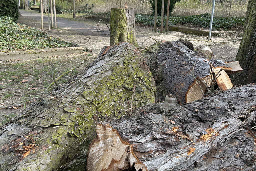 Gefällte Bäume auf dem Friedhof