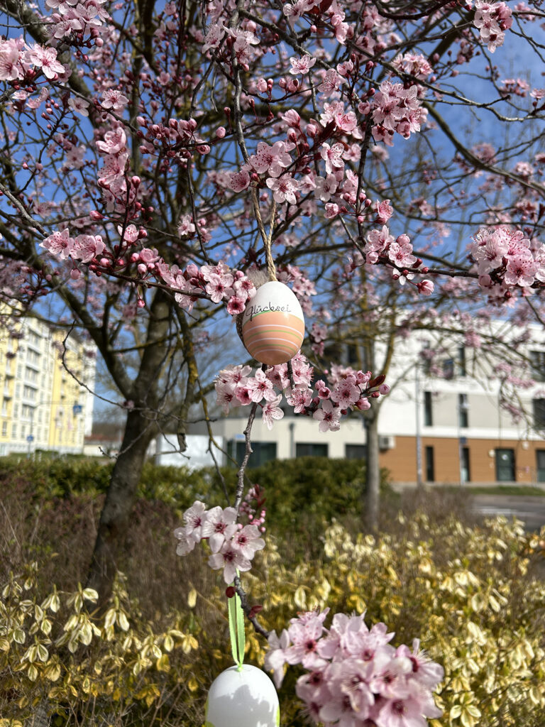 An der Triftstraße in Wolmirstedt gibt es blühende Bäume